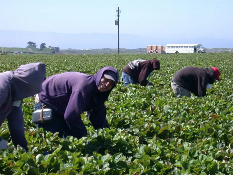 field-farm-flower-crop-soil-agriculture-913032-pxhere.com_-e1659365089281 produtividade marginal