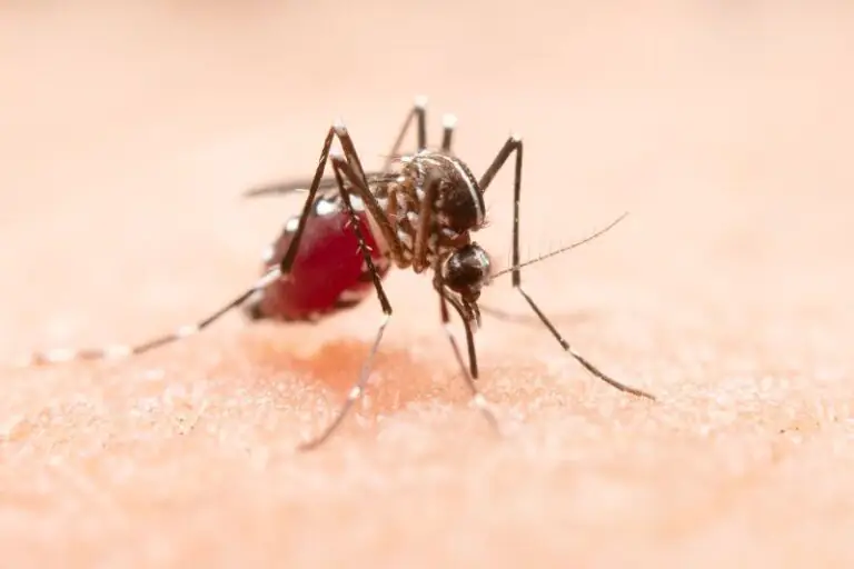 atestado de dengue