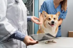 plano de saúde para pets na clt