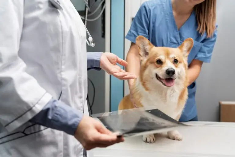 plano de saúde para pets na clt