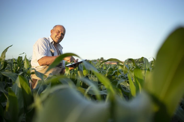 portrait senior hardworking farmer agronomist corn field checking crops before harvest 1
