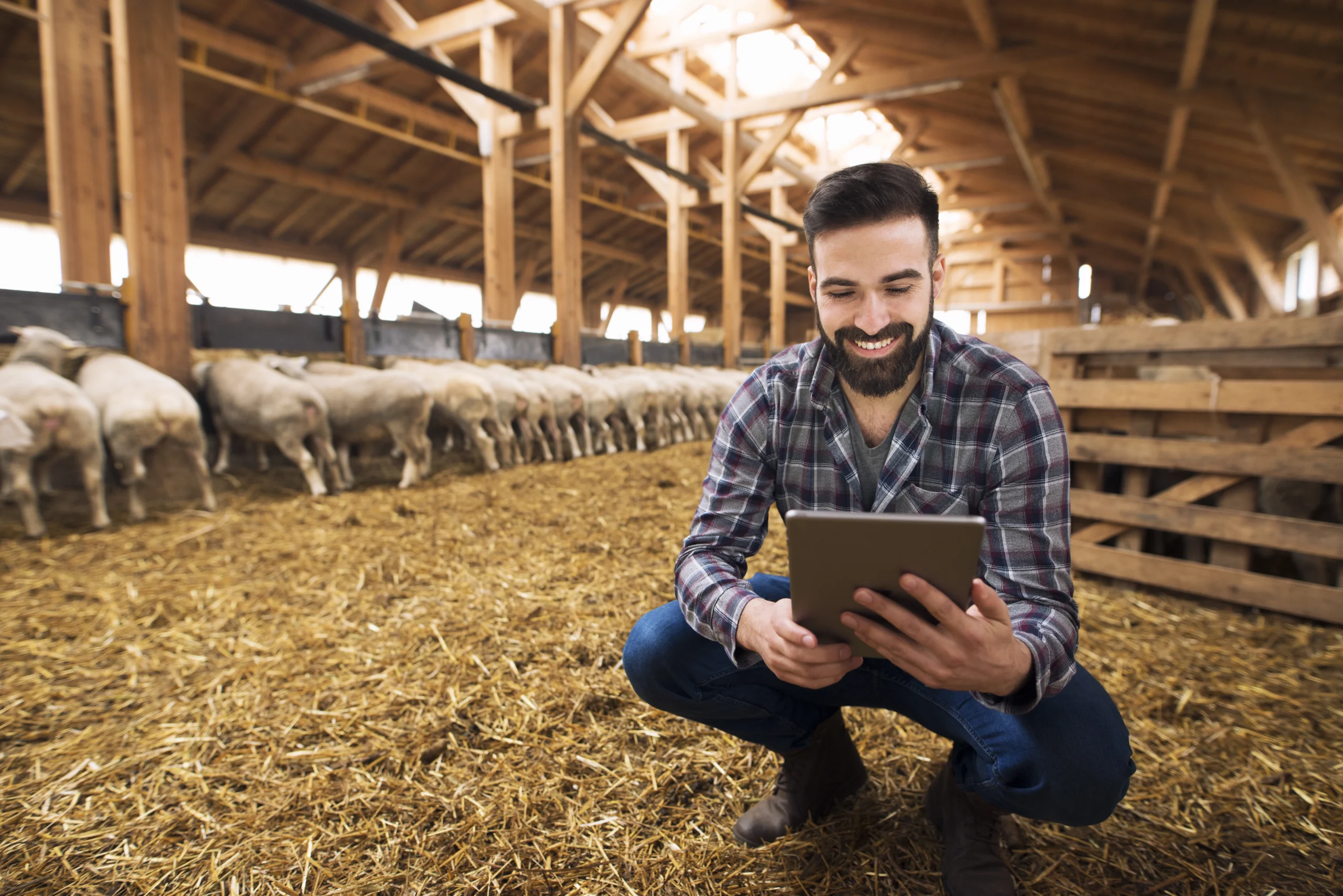 portrait successful farmer cattleman sheep barn scaled Ponto Digital no Agronegócio