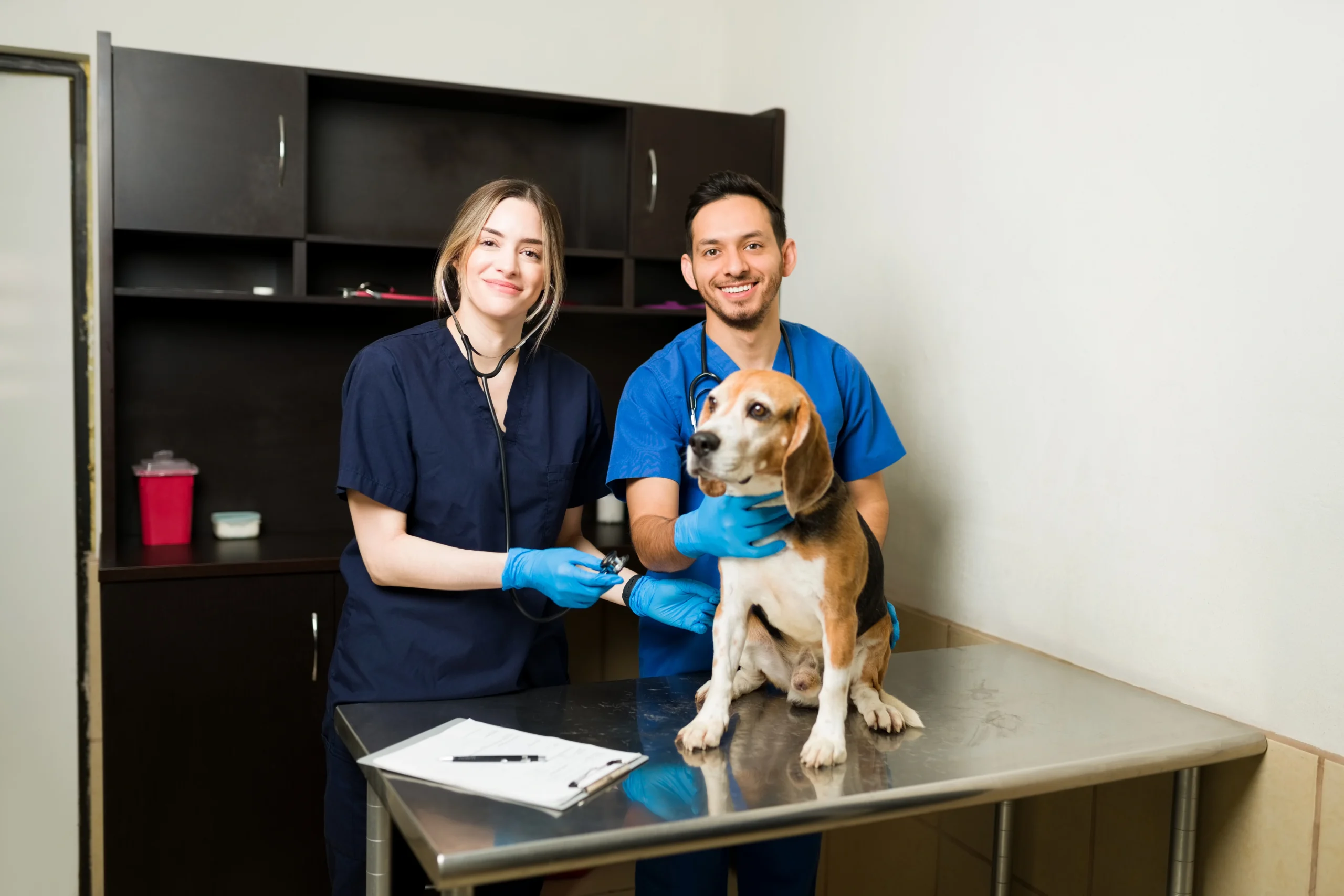 caucasian hispanic veterinarians smiling while examining beagle dog exam table happy vets with stethoscopes working healthy pet scaled caucasian hispanic veterinarians smiling while examining beagle dog exam table happy vets with stethoscopes working healthy pet scaled