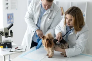 Controle de ponto para clínica veterinária